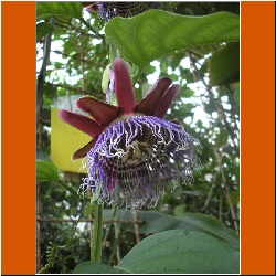 z botanickej zhrady